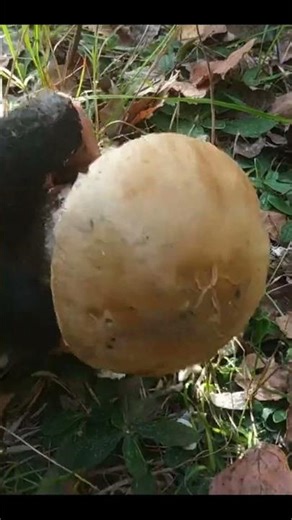 Білий Гриб в Рівненській обл #грибочки