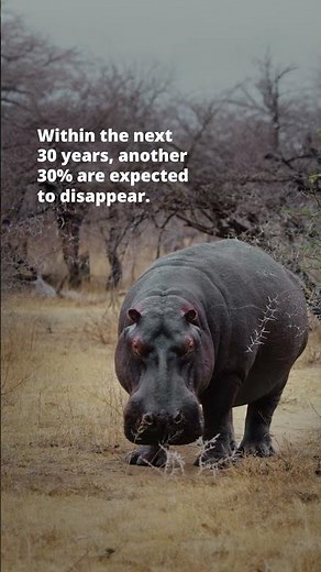 World Hippo Day 2026 | Wild Africa