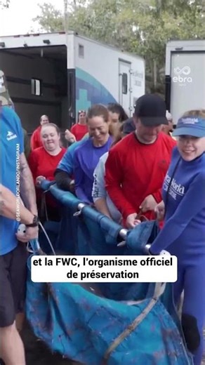 Un lamantin de 186kg retrouvé dans les égouts dans une ville de Floride