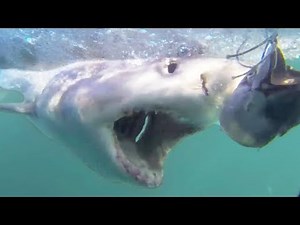 SHARK WEEK! Crazy Shark Videos Caught on Camera | Cage Diving & Diver Attacks 2018
