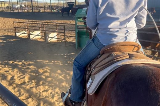 Wilson Cattle Co. on Reels