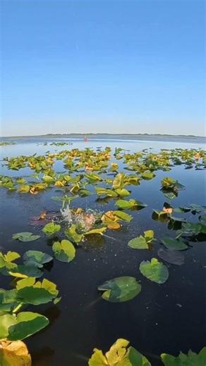 Long Distance Fish Snatching