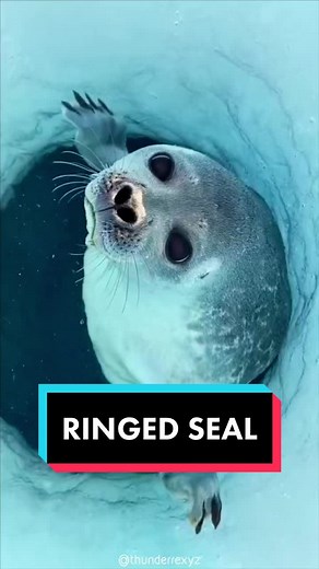 Discover the Adorable Ringed Seals of the Arctic