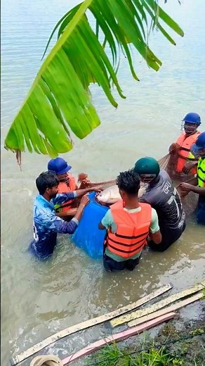 Catching Fish with Traditional Drag Net #Shorts