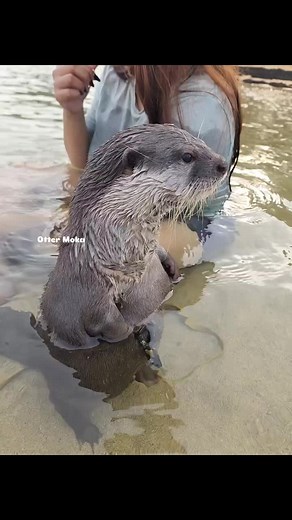 Cute Otter Videos: Adorable Moments with Jackson