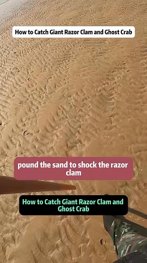 How to Catch Giant Razor Clam and Ghost Crab In today's low‑tide masterclass, I show you the exact, field‑tested technique to shock out a giant razor clam and track it through the sand - | seafoodtalk