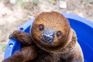 Slow Down With A Sloth — Zoomagination