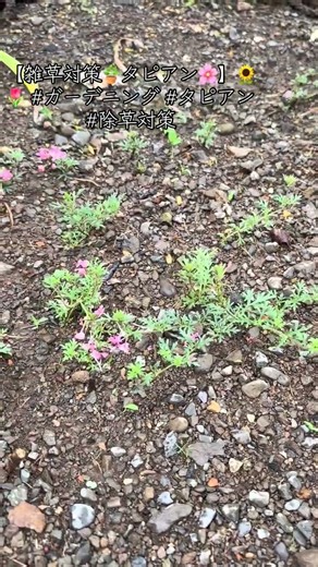 【雑草対策🪴タピアン🌸】🌻🌷 #ガーデニング #タピアン #除草対策 #家庭菜園