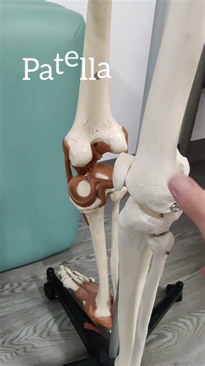 💀 #Anatomie lernen? 💀 Easy!! 💪 Anatomische Begriffe der unteren Extremität
