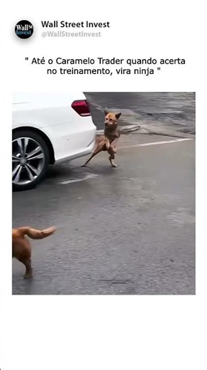 Even the stray dog becomes a ninja when he nails the training