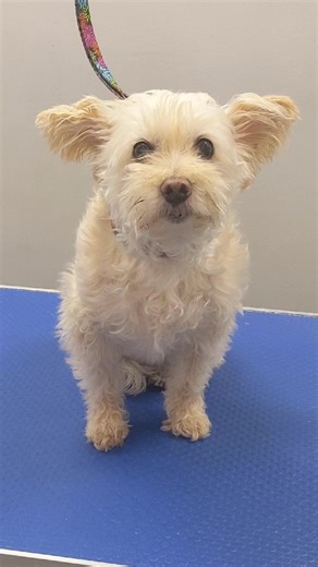 #schnoodle #fyp @Natilz🇨🇦