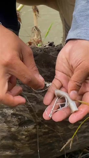 Lanjutan lihat pancing sidat 32 di sungai bawah pohon waru😭 #sidat #ikan #mancing