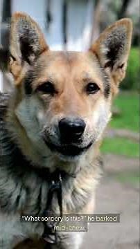 Best Budget Dog Food 2025 That Isn’t Cheap Trash”