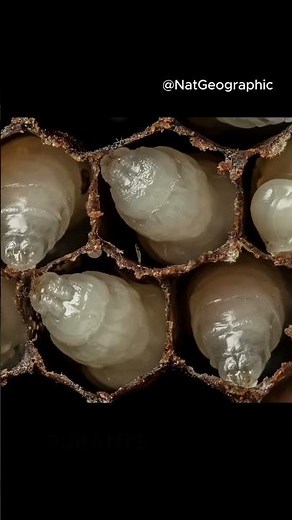 THE SECRET LIFE of the Bee: From Egg to Pupa and the Mites That Attack It