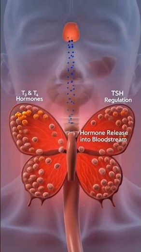 Thyroid Gland Explained | How Hormones Control Your Metabolism (3D Animation)