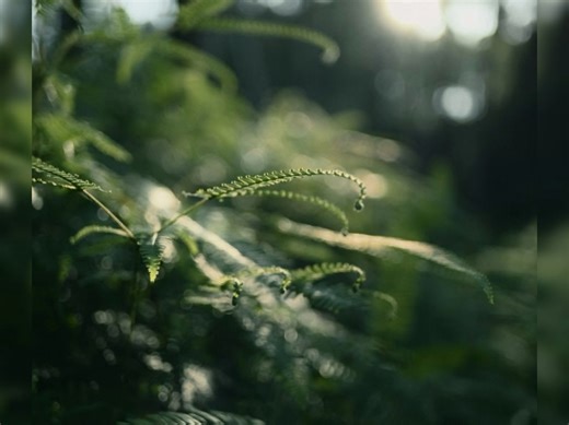 ZR对小白超友好，对焦能精准锁人、宠物等，弱光也快。直出色彩真实，还有多种色彩预设一键切换。机身握着手感好，操作简单，续航给力，拍4K视频还带防抖，自拍也方便。
