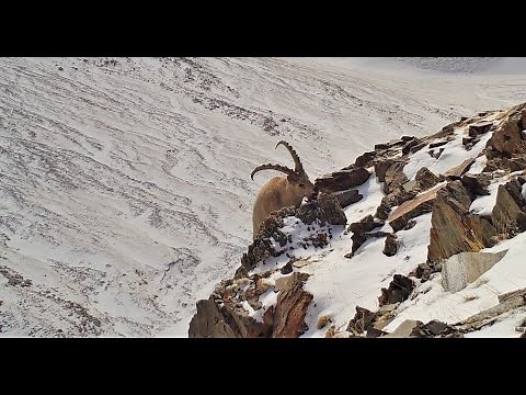 Siberian Ibex in Altai Mountains, Mongolia