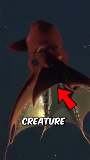 Top 3 Ancient Sea Creatures Still Alive Today 😳