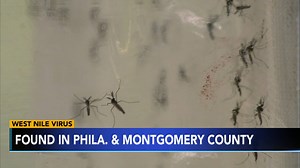 Officials urge caution amid first West Nile virus case reported in Philadelphia