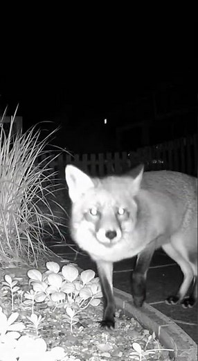 Night-Vision Fox Exploring Backyard 🌙🦊