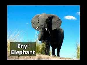 Learn Igbo Language - Igbo Word of the Day - Enyi (Elephant)