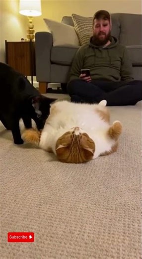 Cat Terrified of a Mouse – Total Scaredy-Cat Moment #shorts