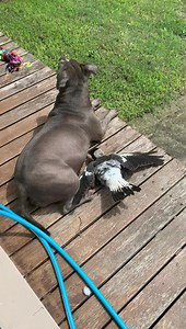 10M views · 10K reactions | Peggy . Peggy sometimes the other birds tease me because my best friend looks very different to them and I bark like you . Molly life is difficult but you are loved ❤️ try to focus on all the things that make you happy & they will eventually learn to accept and love you the way I do . Oh thanks Peggy you always know what to say to cheer me up . * Flashback December 2020 * | Peggy and Molly | Facebook