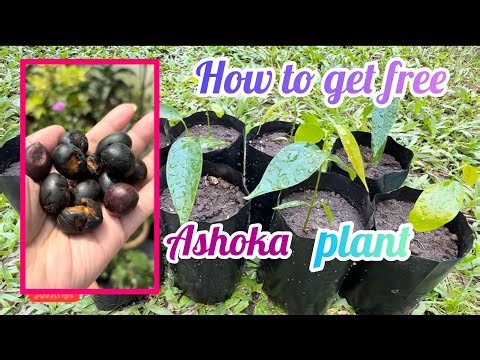 How to Grow Ashoka Trees from Seeds: The Ultimate Guide