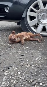 90K views · 5.7K reactions | She looked up at me with tear-filled eyes, slowly crawling closer as if whispering, “Please… don’t leave me again.” In that single moment, everything inside me shattered — and I knew her story had to be shared.   Find out what happened next in the first comment  #SecondChanceDogs #RescueHope #PuppyAngels #FromStrayToSaved #BelieveInRescue #RealLifeHeroes #AdoptedAndLoved #RescuedNotForgotten | Saving Harmony | Facebook