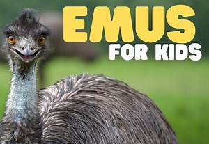 Emus for Kids | Learn all about these Australian birds