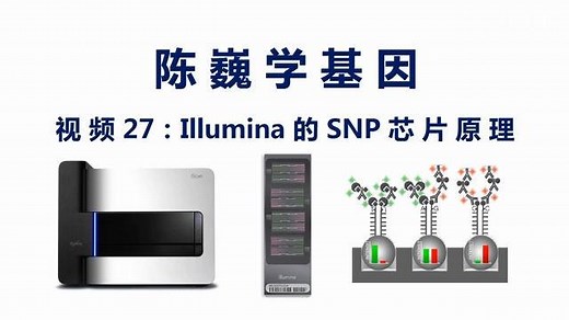 【陈巍学基因】视频27：Illumina的SNP芯片原理