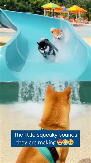 This fun-filled clip shows several dogs sliding down a water slide...