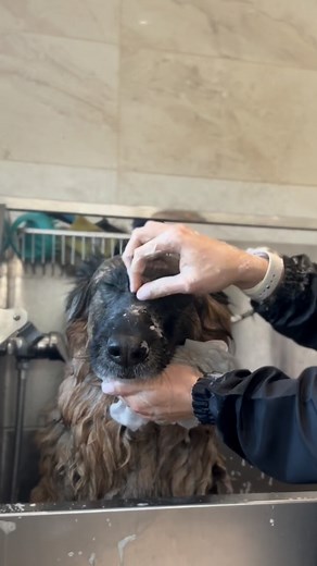 A little video of Kiki the German Shepherd 🥹🐾 She loves all the attention🥰🐶 #doggrooming #germanshepherd | Dachshing to the Groomers