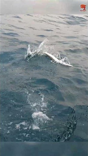 Barracuda Caught Using Indian Scad as Bait #fishing #fishingvideo #fishingtime