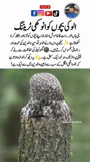 Meet The owl Family🦉Amazing wildlife Effect #owl #naturefacts #wildlife #nature #shorts