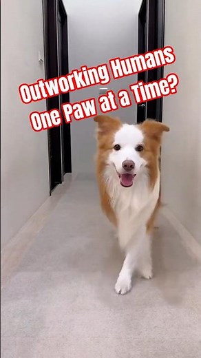 Dogs Doing Human Things – You Won’t Believe #funny #shorts #dogs