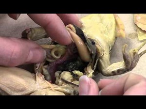 Frog Dissection Video