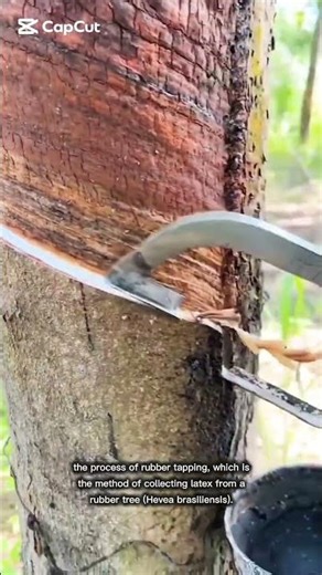 Natural Resource Harvesting Rubber Tapping