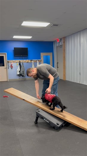 Stella running the obstacle course with just a little help over the A-frame. Great job! | Fido's World