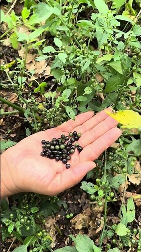 The power of black nightshade to soothe skin and shingles 🌿