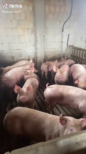 Pink Pigs in Indoor Enclosure: A Playful Gathering
