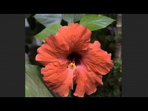 CACM Mar 2015 - Local Laplacian Filters Edge aware Image Processing with a Laplacian Pyramid HD