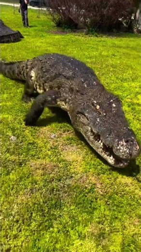 Loud, huge crocodile sound