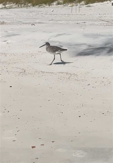 LOL! #roadrunner #beepbeep