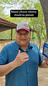 Babool is often misunderstood because of its resemblance to Vilayati Kikar, but it is a completely different tree. It offers protection with its thorny branches, helps prevent soil erosion, and supports biodiversity by attracting birds and pollinators.🌱[Peepal Baba, Peepal Baba Says, babool, native species, conservation, plantation sites, flora and fauna, dry region, bio fencing, pollinators, Vilayti Kikar, afforestation, planting a greener future, Peepal Baba Foundation] | Peepal Baba