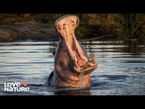 Ancient Rivals Who Fight To The Death | Hippo Supremacy