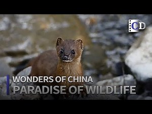 Paradise of Wildlife「Wonders of China」| China Documentary