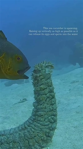 Master Reef Guides - Great Barrier Reef 🪸 on Instagram: "Free food? Say less. It’s not just corals that spawn, but a wide array of species like sea cucumbers. Here, we see a Pineapple Sea Cucumber rising vertically in the water column to get as high off the sandy bottom as possible. The reason for this is so the sea cucumber can release their spawn high into the water along with the outgoing tide to spread its young far and wide, giving them the best chance of survival. The clever Midnight Snap