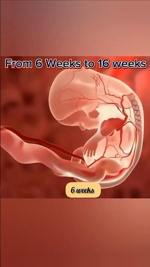 From 6 to 16 Weeks in the Womb 💓 | The Breathtaking Journey of Life #FetalDevelopment #MiracleofLife