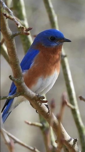 Listen To This Beautiful Bluebird's Call — Spring’s Cutest Soundtrack!